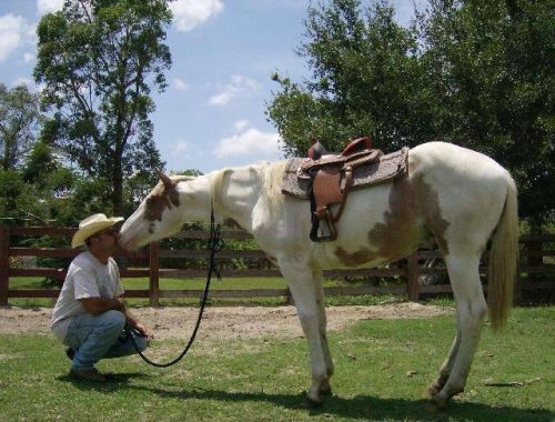 Hopelessly devoted to my horses --> I ride to live, live to ride --> My match...